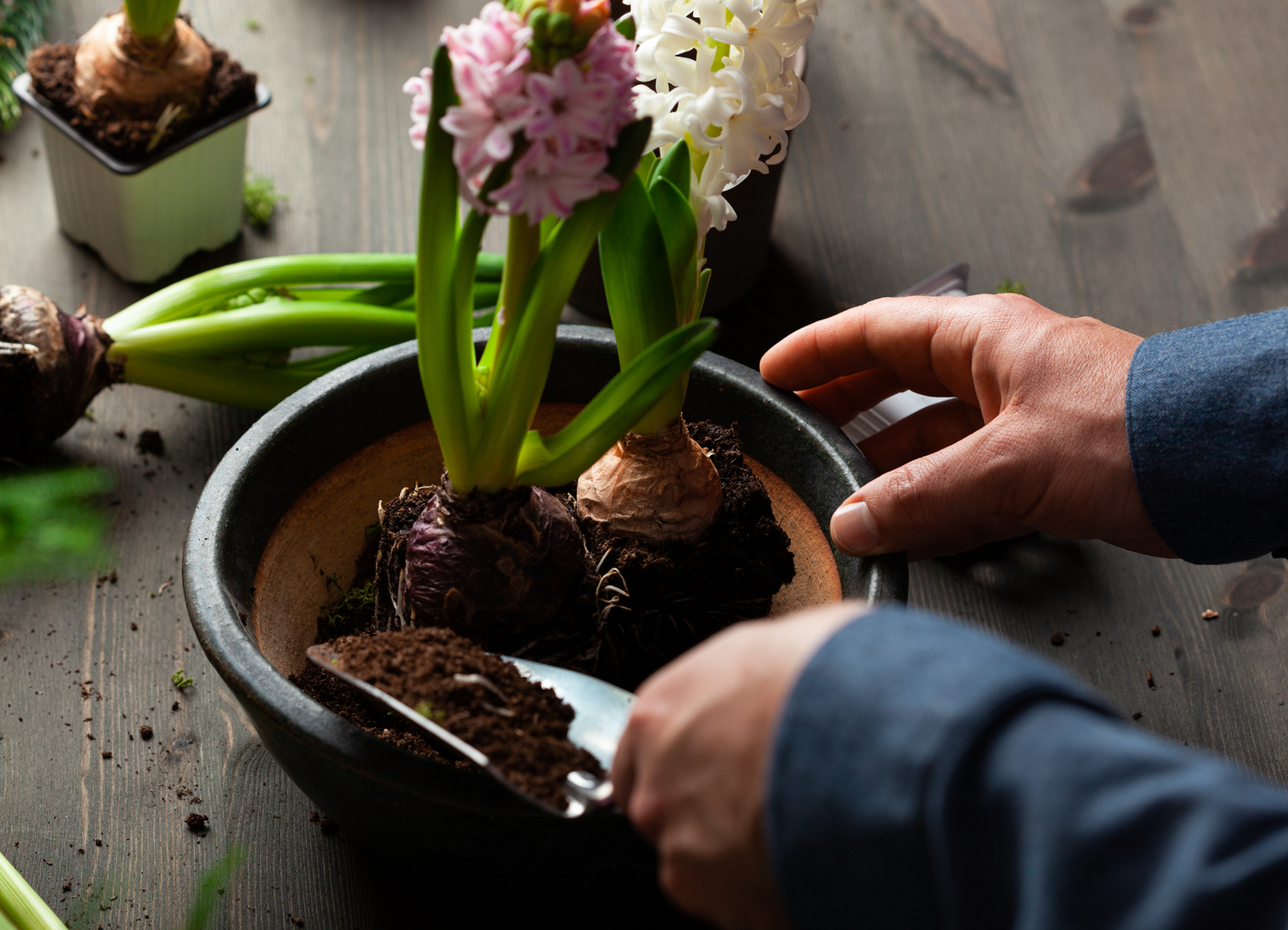 Plant Pots
