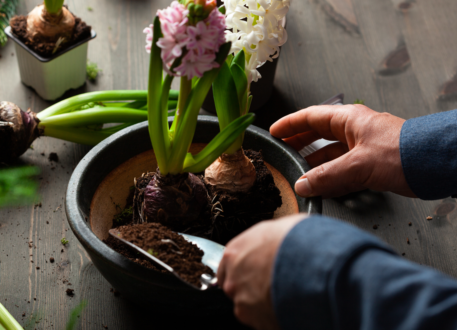 Plant Pots