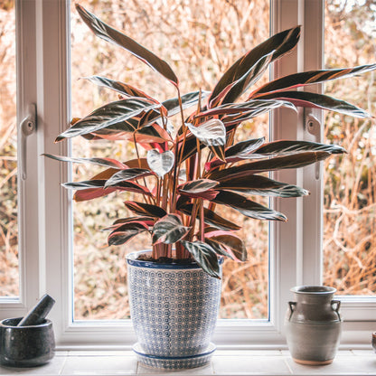 Hand-Printed Plant Pot - 20cm - Navy